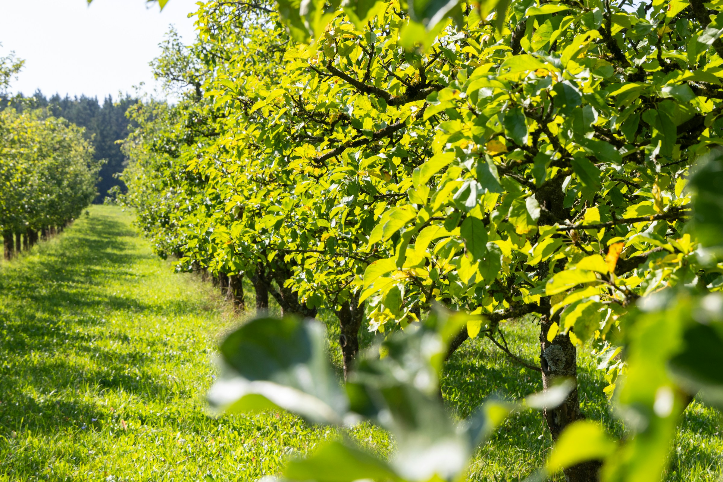 being-organic-in-eu-FoSlPkFCe8E-unsplash